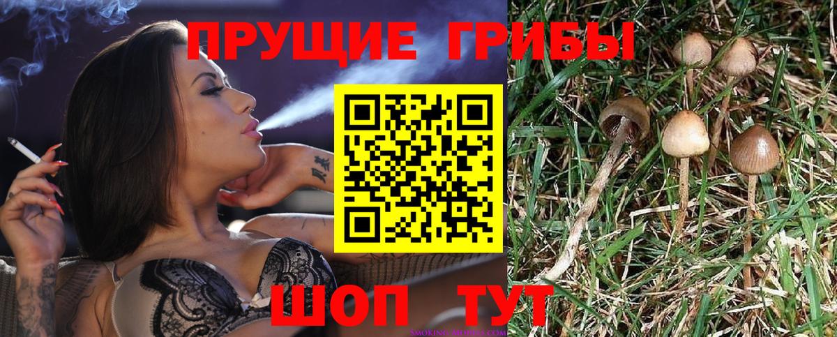 Галлюциногенные грибы мицелий Новочеркасск